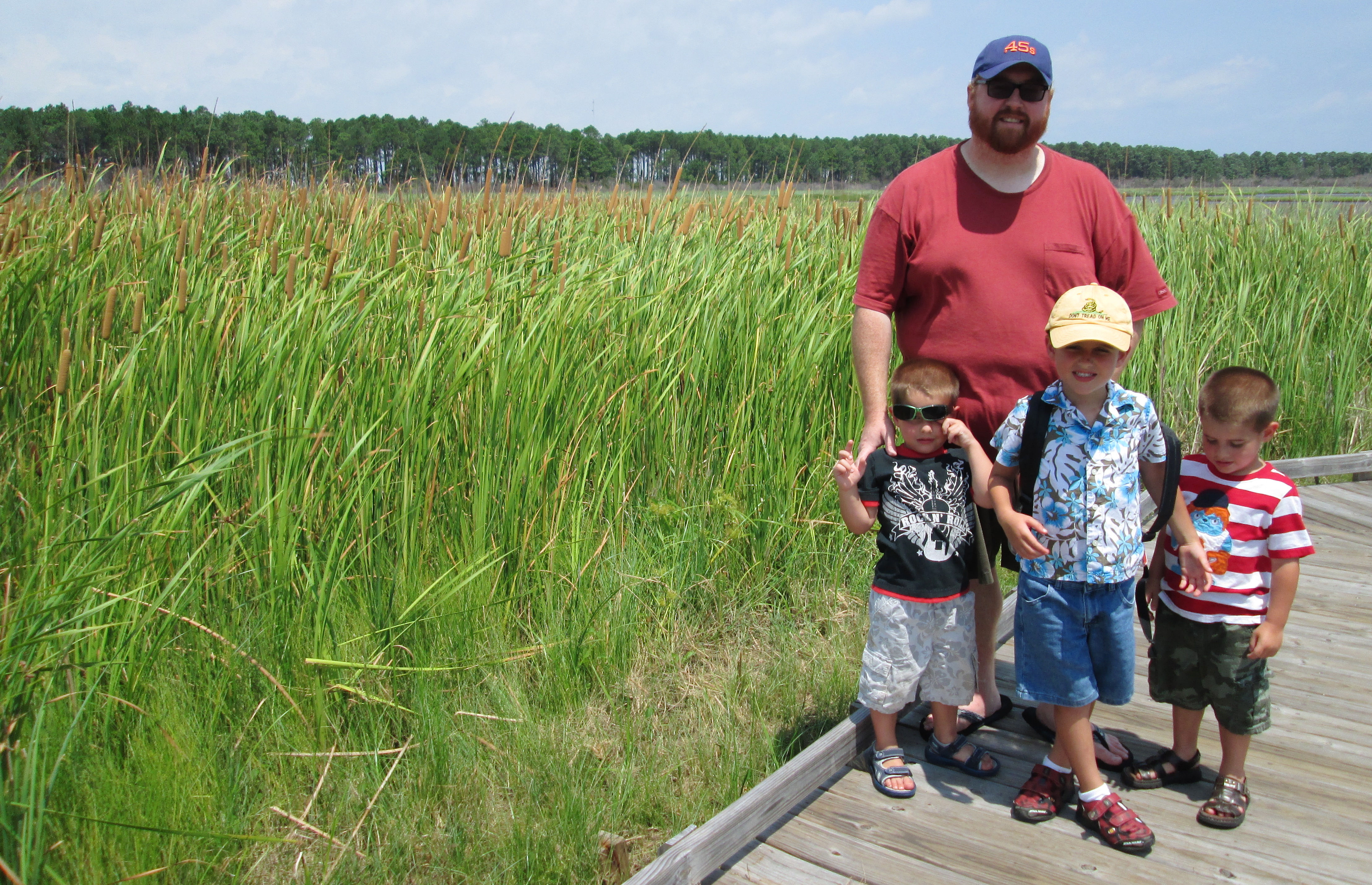 cattails