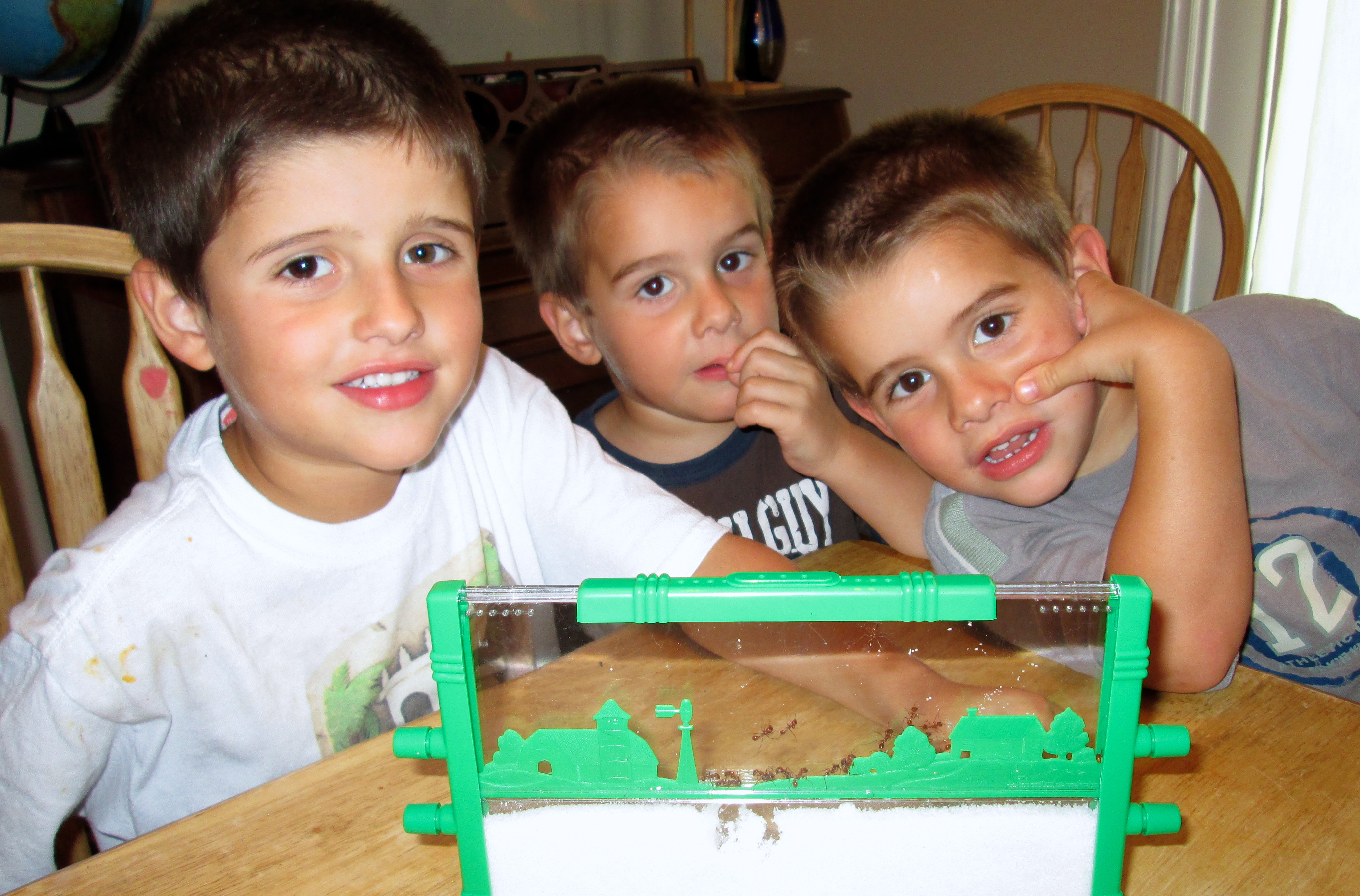 ant farm