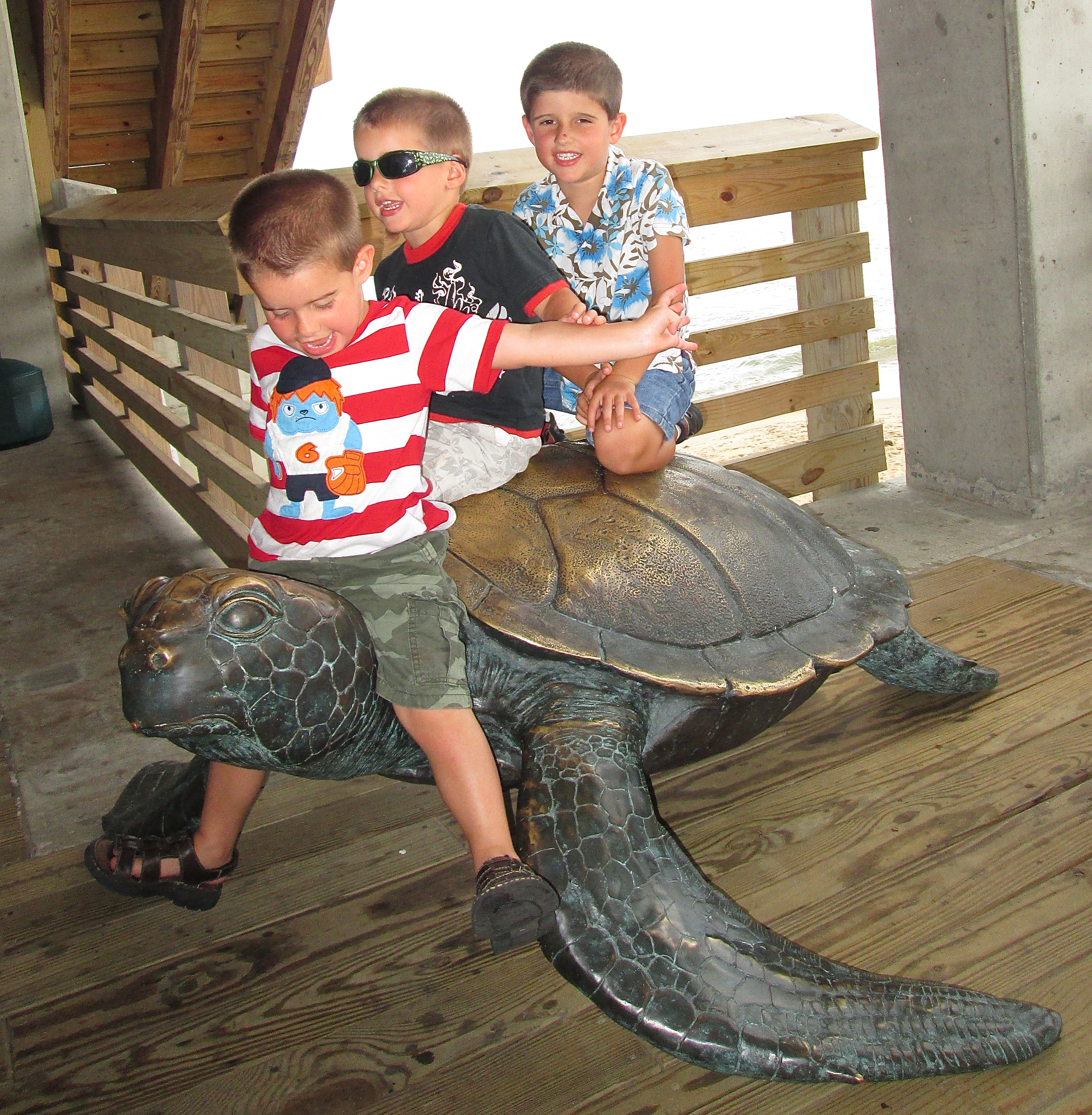 sea turtle2