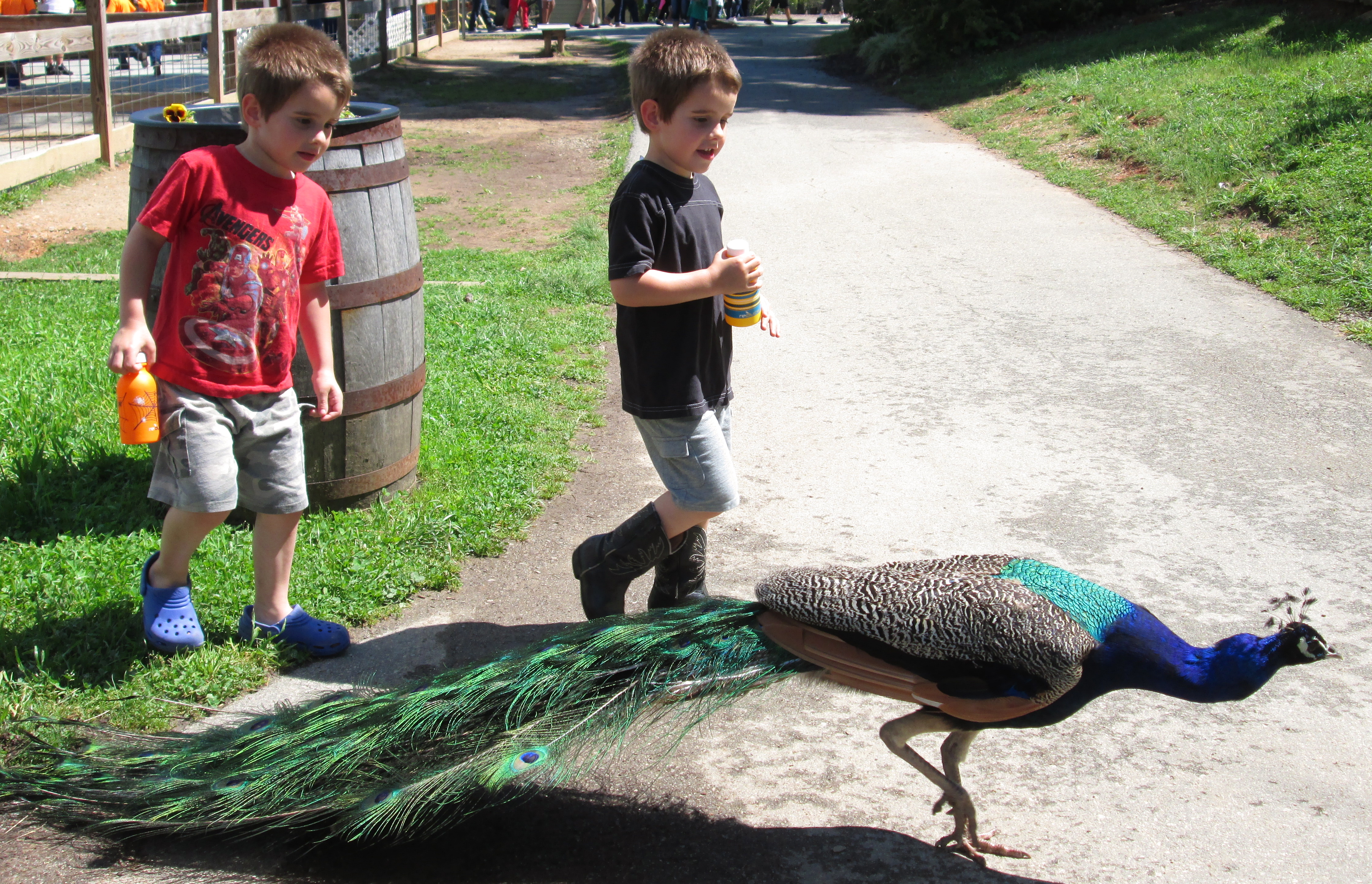 twins w/ peacock