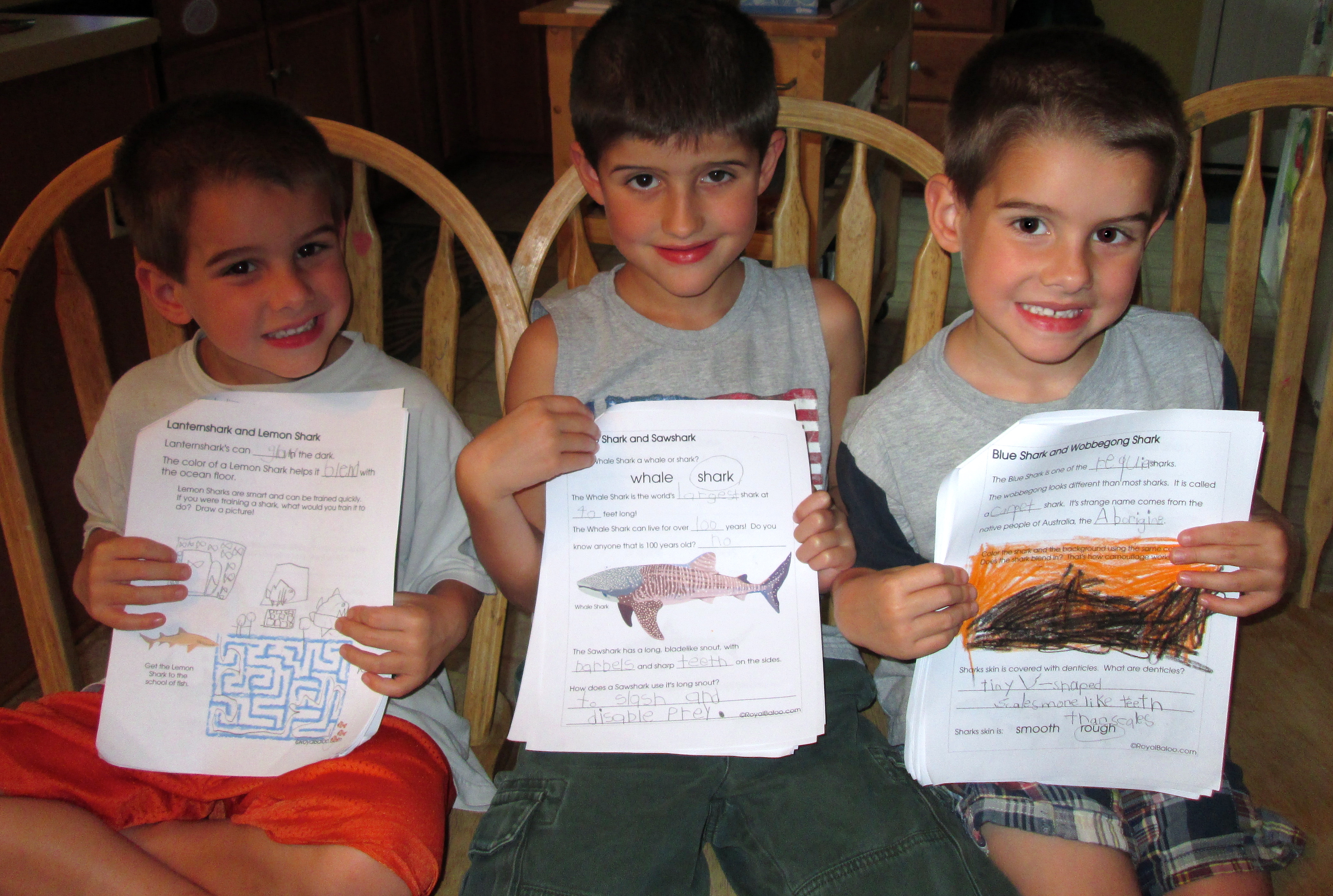shark unit2