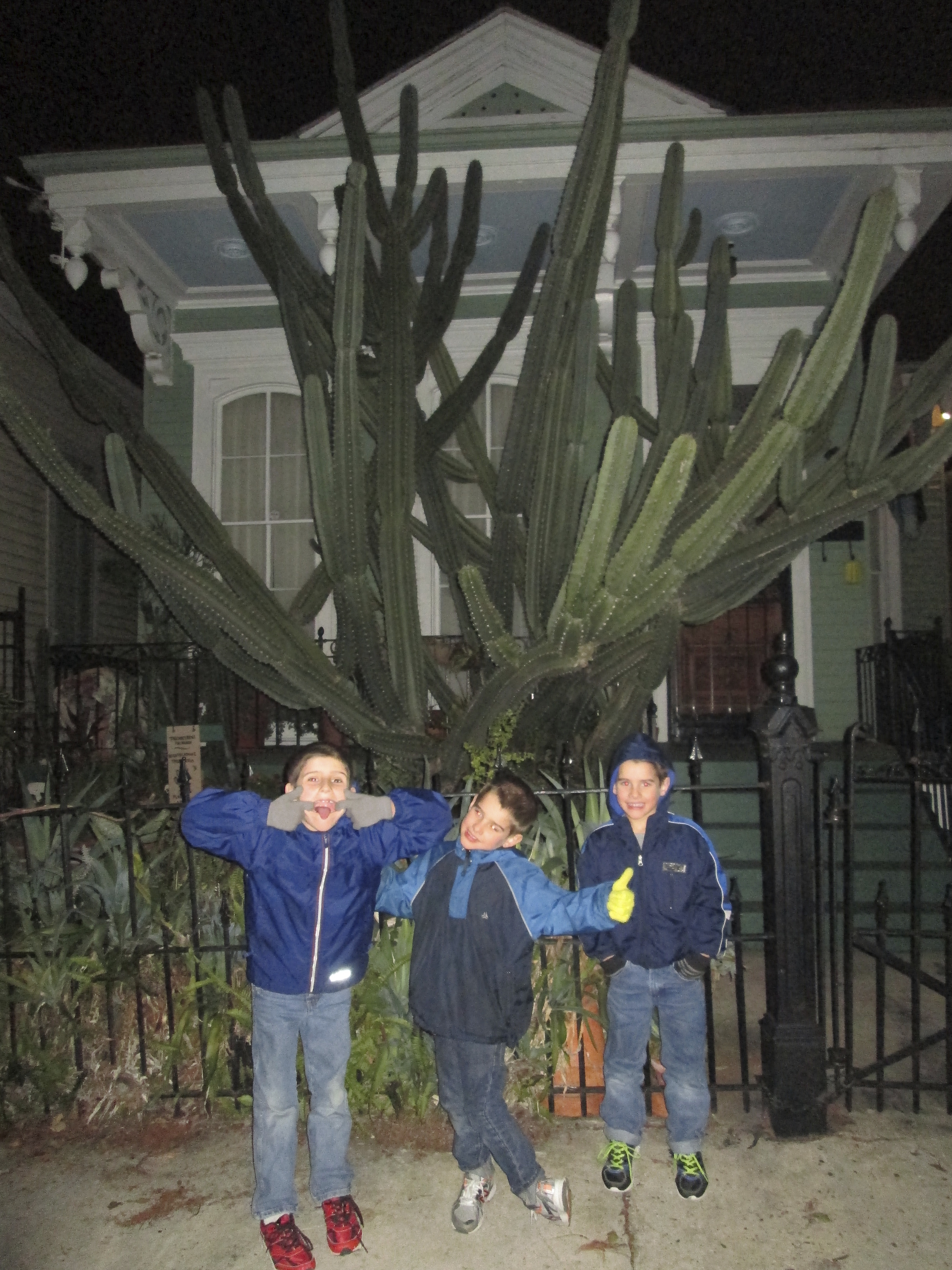 giant cactus