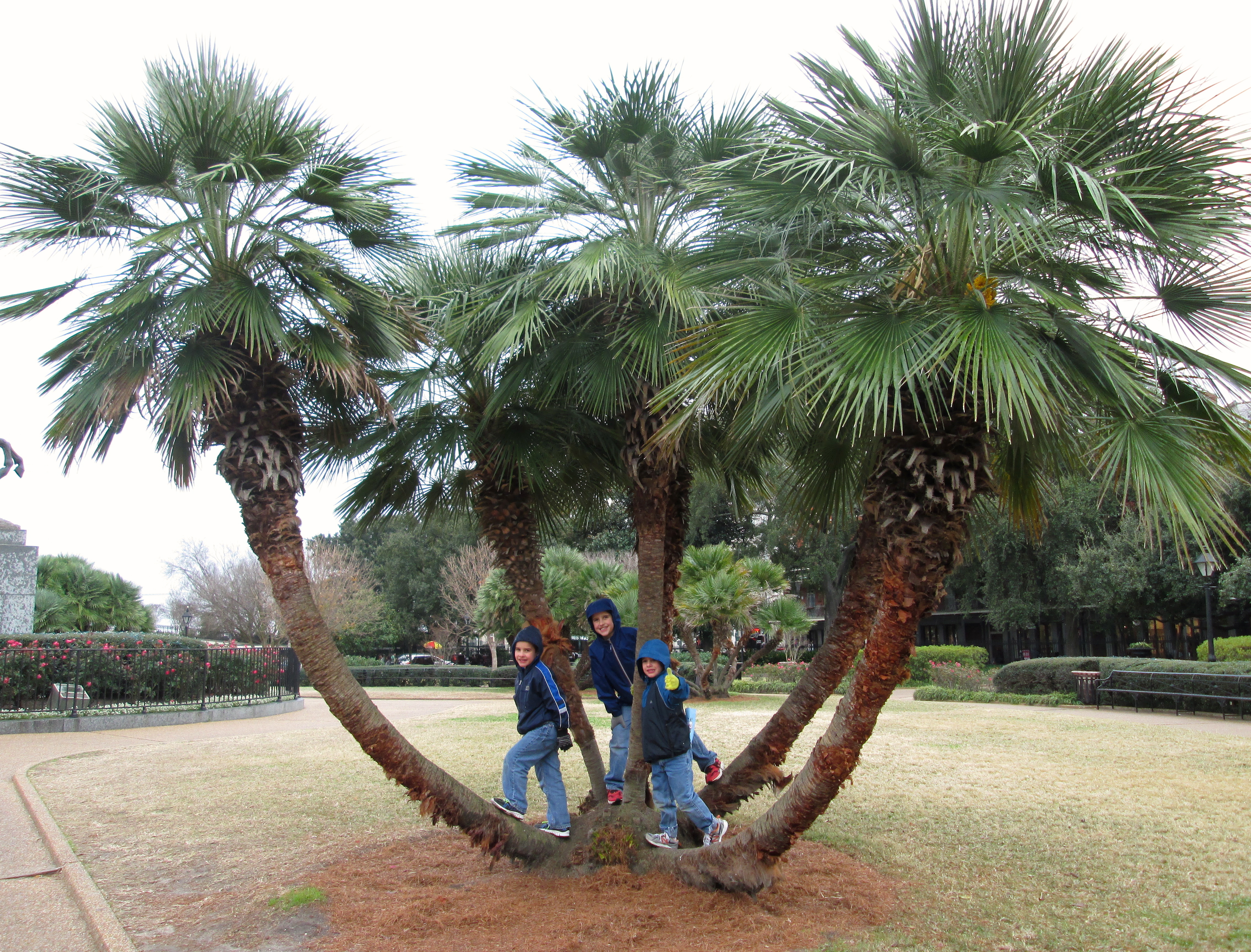 jackson palm