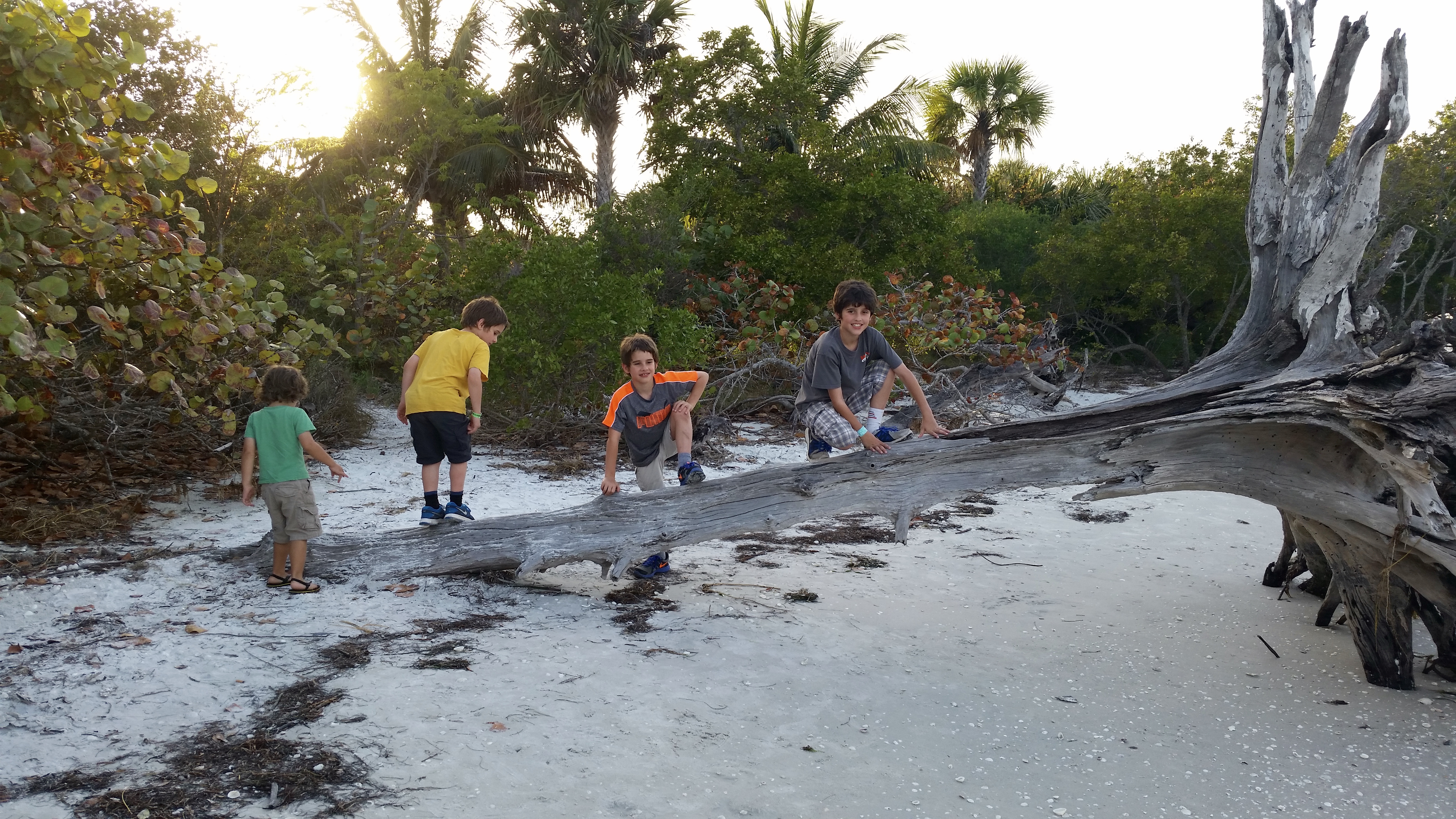 drift wood